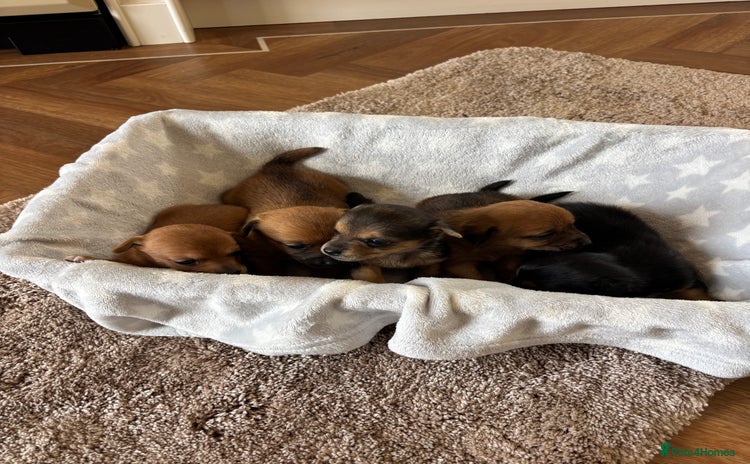 Mixed Breed dogs - Advert 1