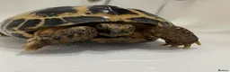 Hermann Tortoise reptiles for sale: Male Tortoise Looking for a Loving Home - Advert 3