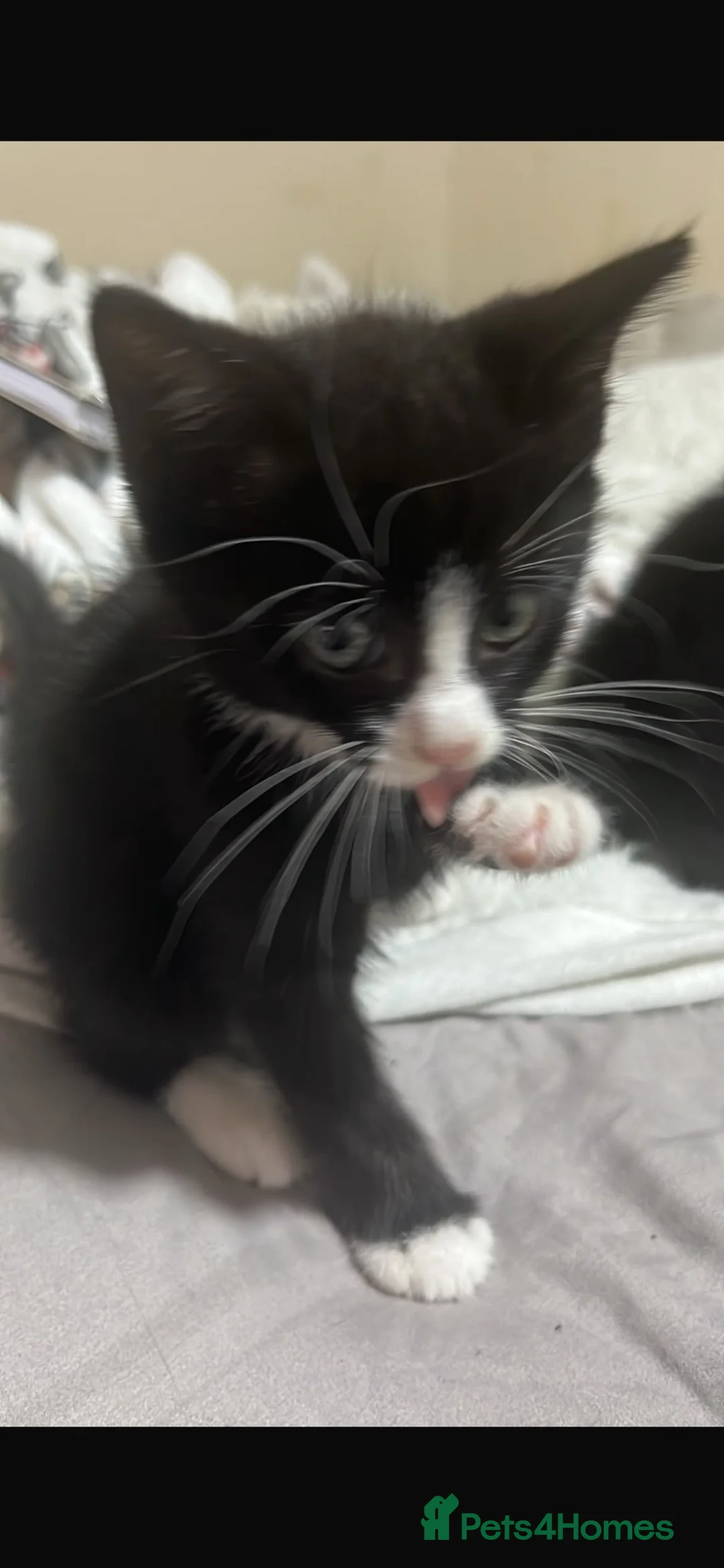 Mixed Breed cats for sale: Kittens  - Advert 4