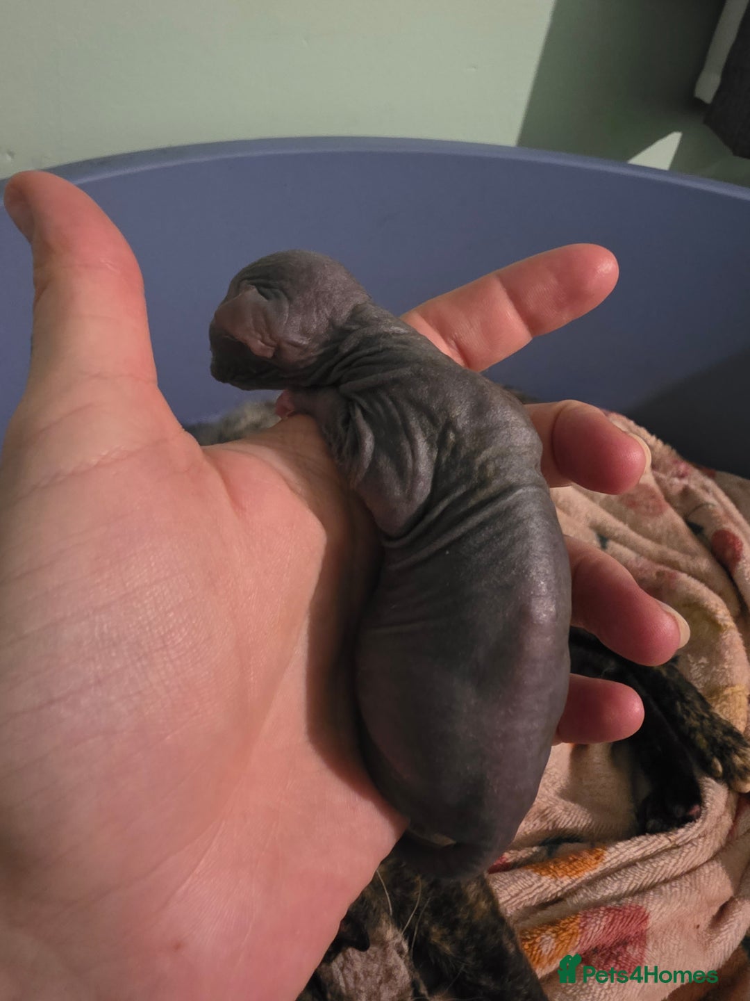 Sphynx cats for sale: Adorable Male Kitten – Sphynx x Devon Rex Cross - Advert 19