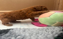 Cavapoo dogs for sale: Fox RED Cavapoo Puppies - Image 30