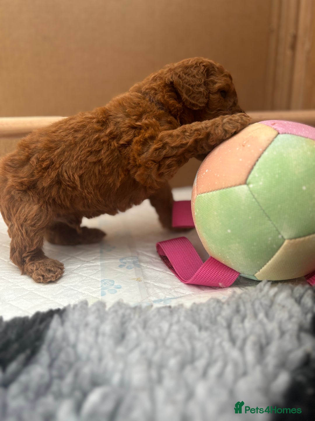 Cavapoo dogs for sale: Fox RED Cavapoo Puppies - Image 30