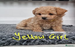 Poochon dogs for sale: Beautiful Poochon Puppies  in Carmarthen - Image 14