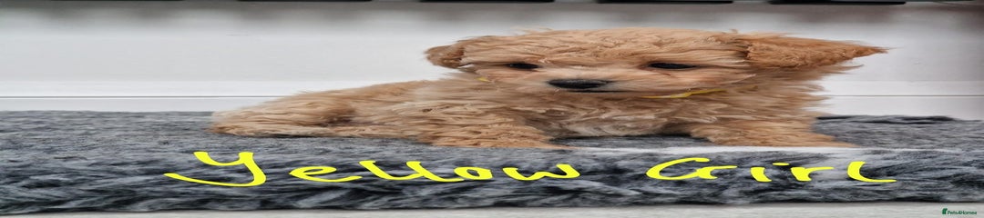 Poochon Puppy 4