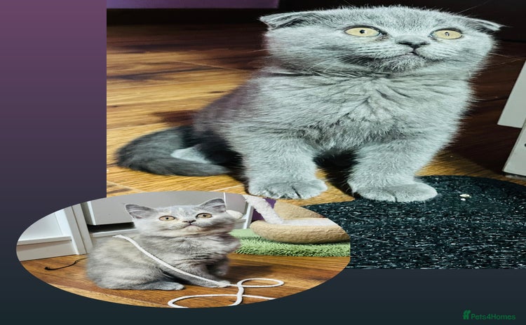 Scottish Fold cats - Advert 5