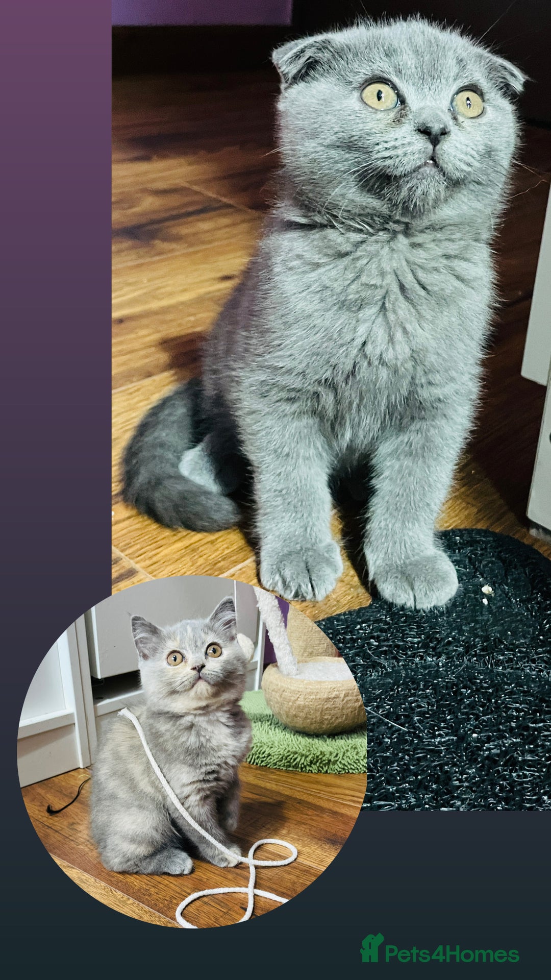 Scottish Fold cats for sale: Beautiful litter of Scottish fold  😍 - Image 3