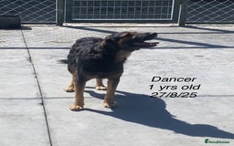 Mixed Breed dogs for adoption: Dancer, Approx 13 months, Available for adoption. - Image 4