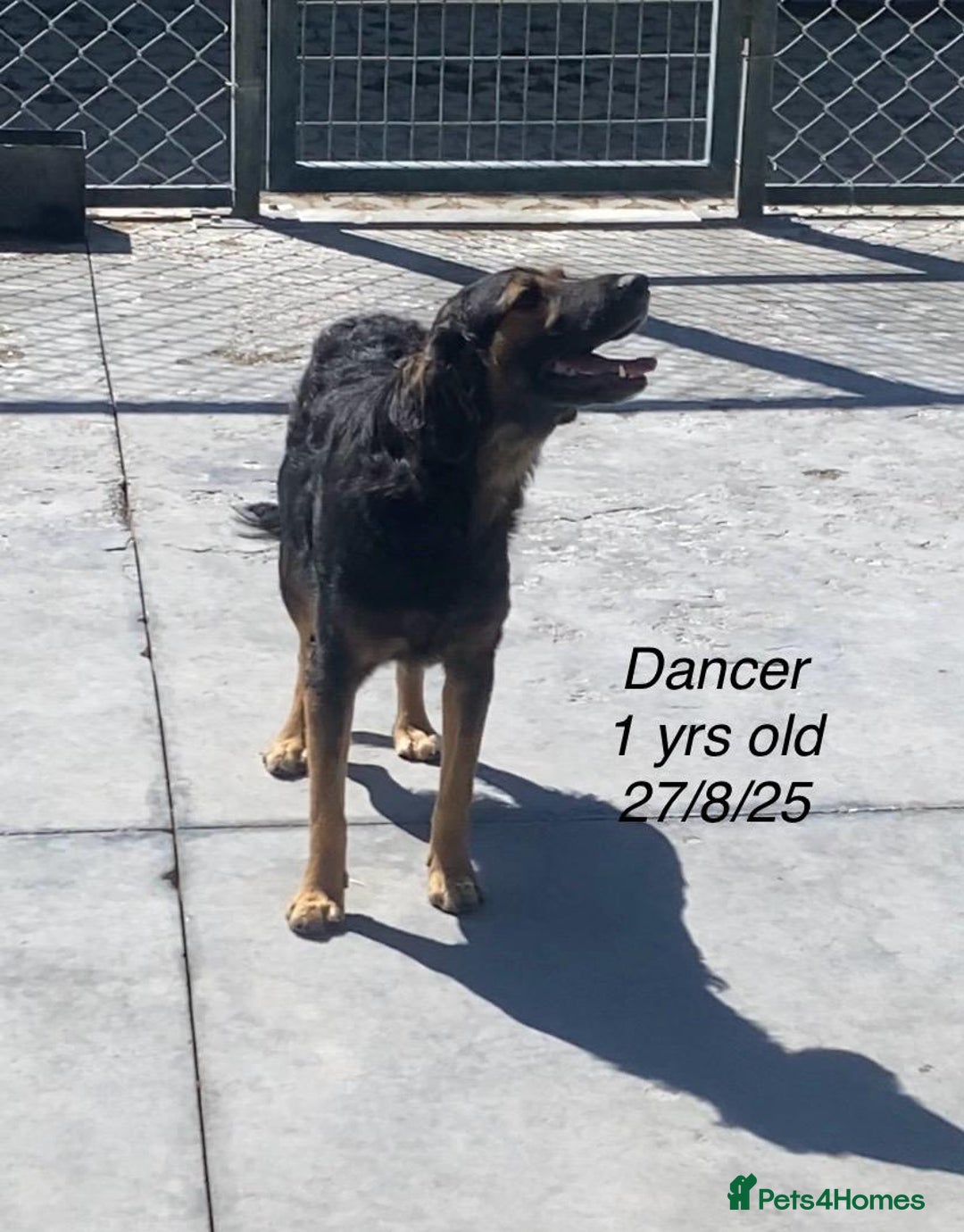 Mixed Breed dogs for adoption: Dancer, Approx 13 months, Available for adoption. - Image 4
