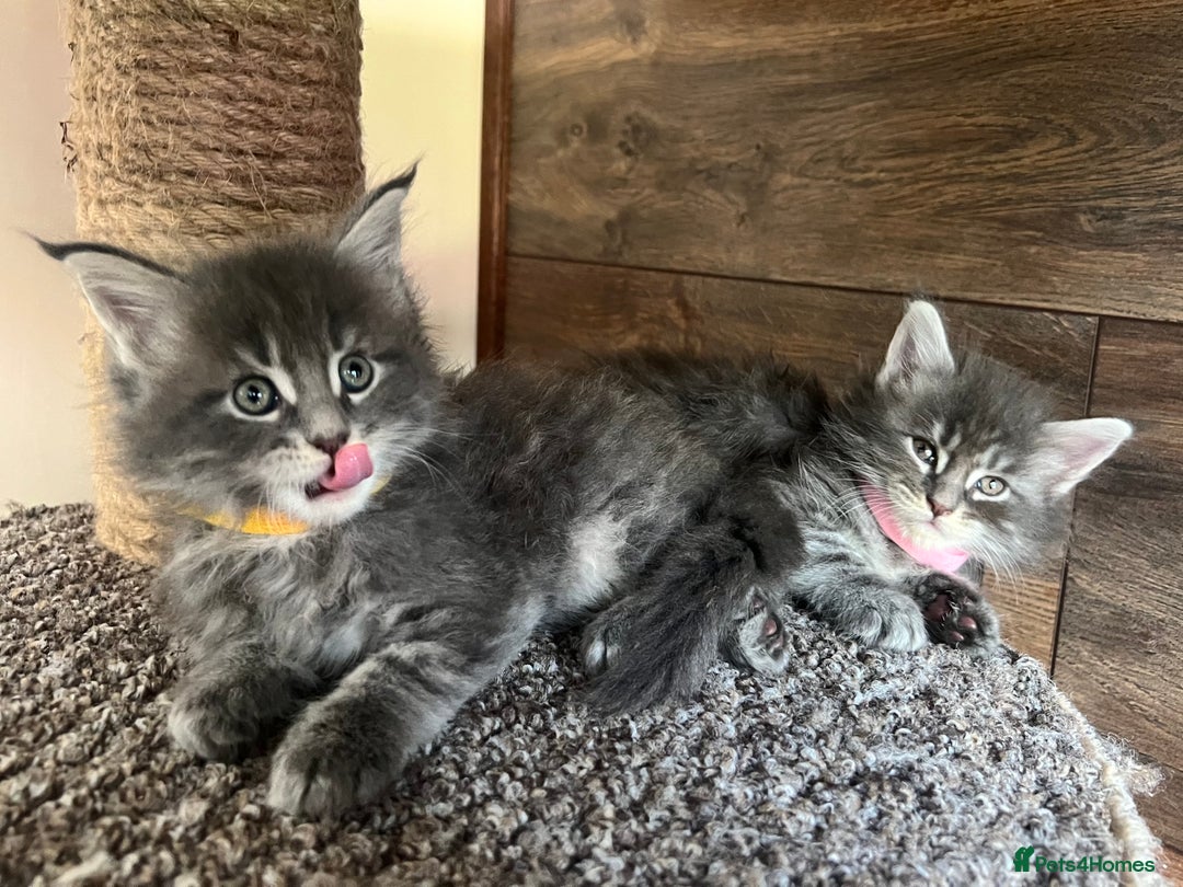Maine Coon cats for sale: First Litter 6 Pure Maine Coon Kittens - Image 9