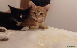 British Shorthair cats for sale: Lovely Kittens - Image 2