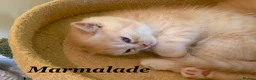 Persian cats for sale: *Last 2* Reduced Beautiful Persian Exotic Kitten - Advert 19