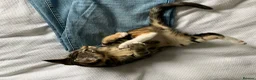 Mixed Breed cats for sale: READY TO GO !!!Mixed Main Coon kittens  - Advert 5
