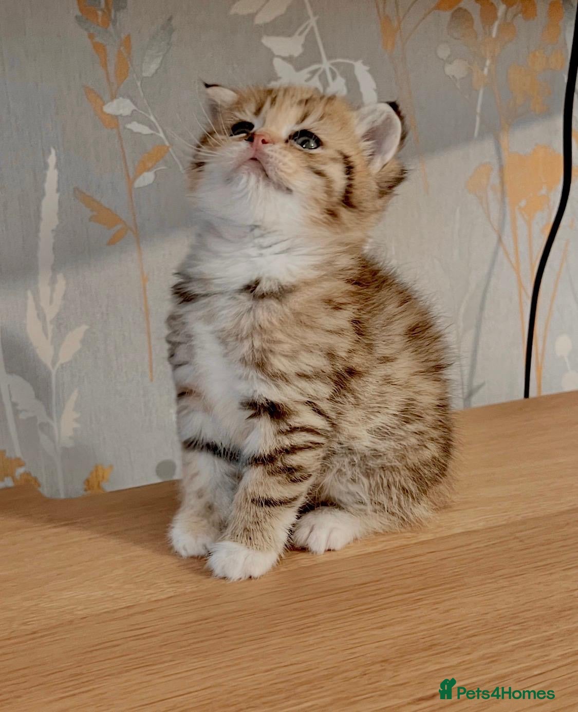 Scottish Fold cats Beautiful Scottish Fold Kittens Looking for homes - Advert 3