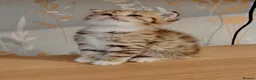 Scottish Fold cats for sale: 🥰Purebred Scottish folds looking for parents🐾 - Advert 3