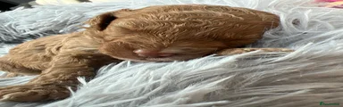 Cavapoo 6