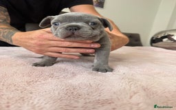 French Bulldog dogs for sale: Beautiful Frenchie Boys  - Image 6