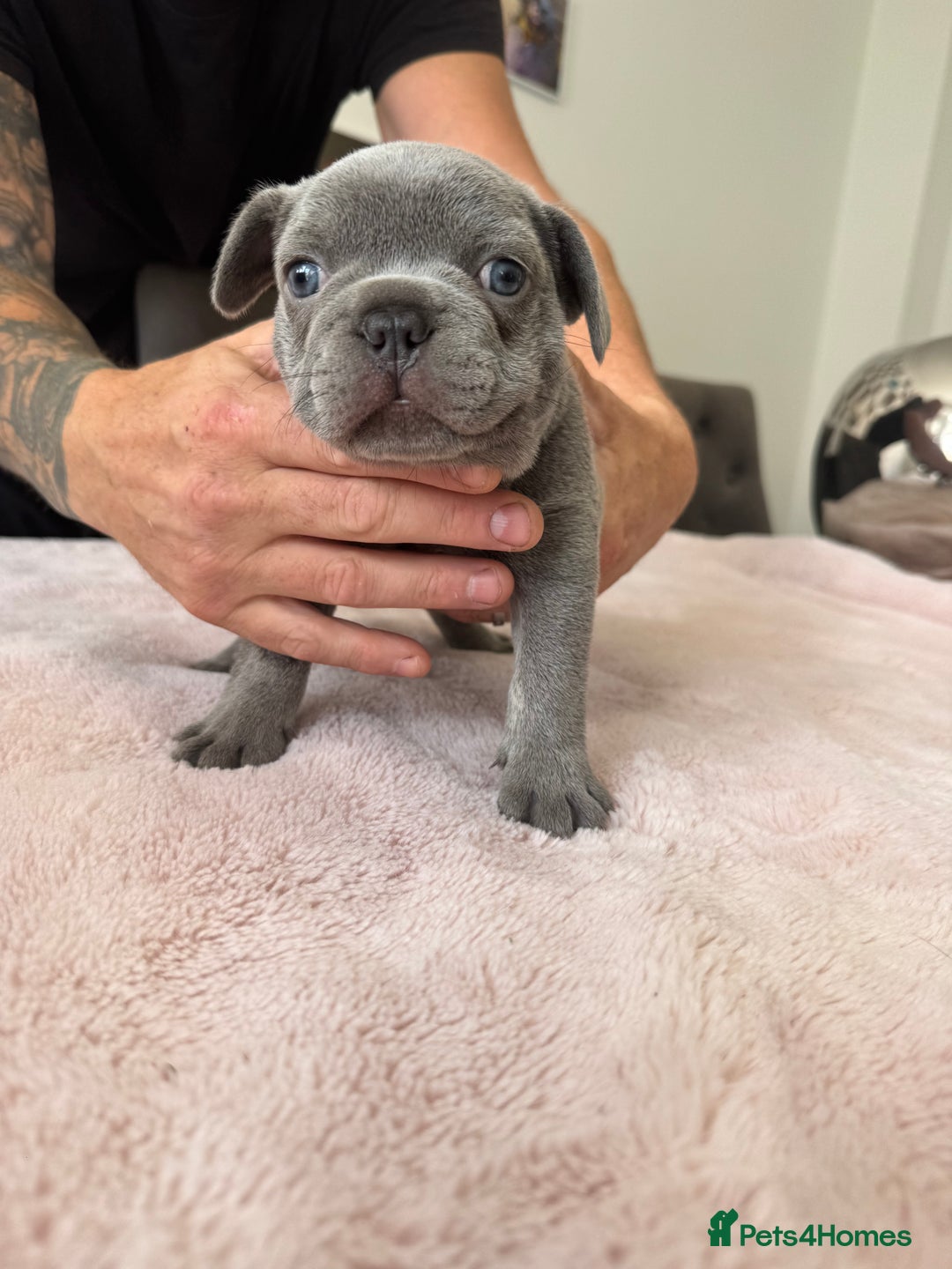 French Bulldog dogs for sale: Beautiful Frenchie Boys  - Image 6