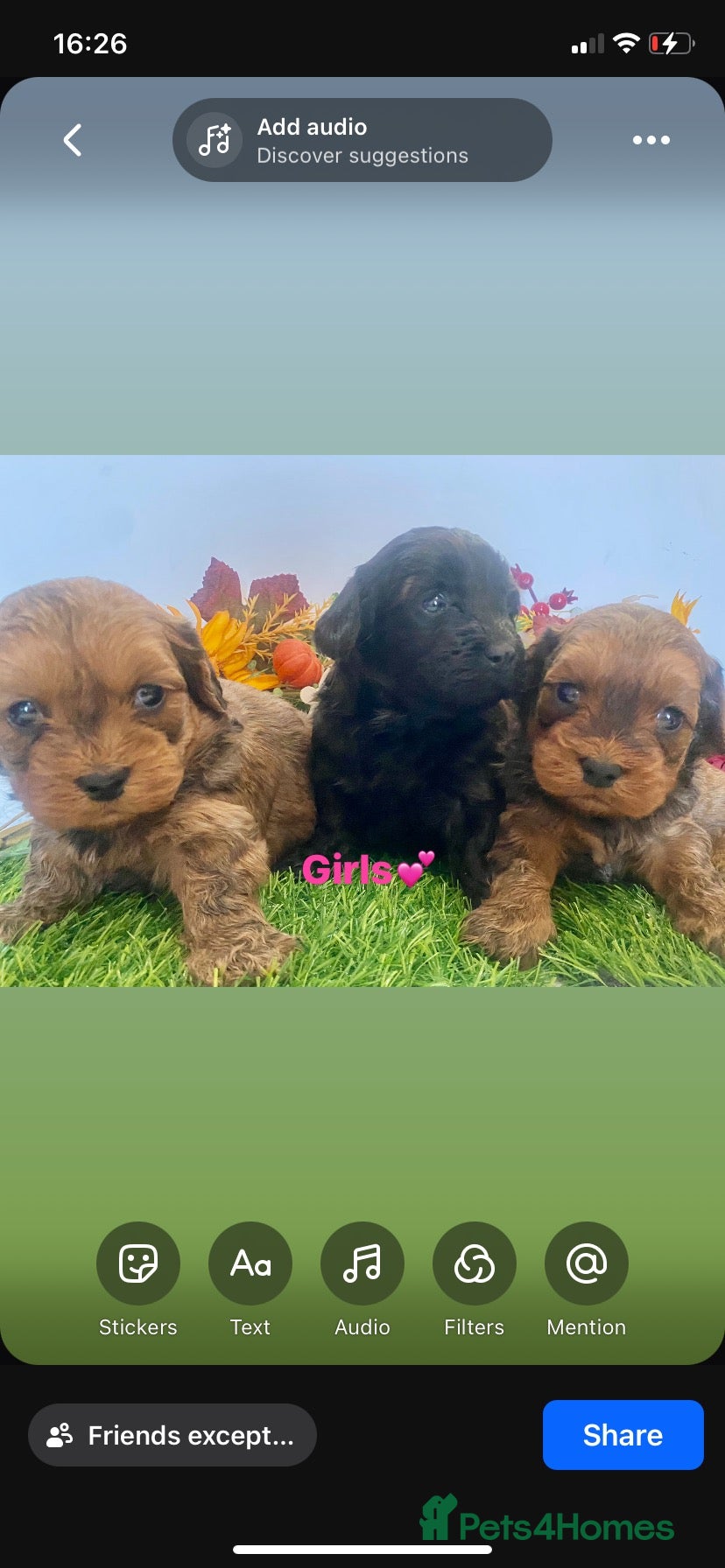 Cavapoo dogs F1 toy cavapoo puppies  - Advert 1