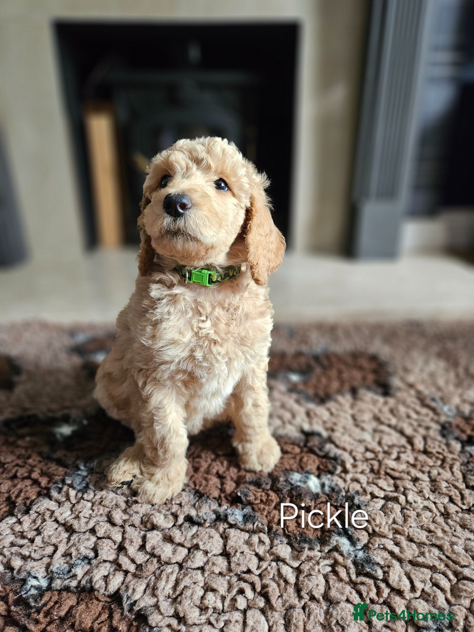 Standard Poodle dogs 🩵Standard poodle boys🩵 - Advert 1