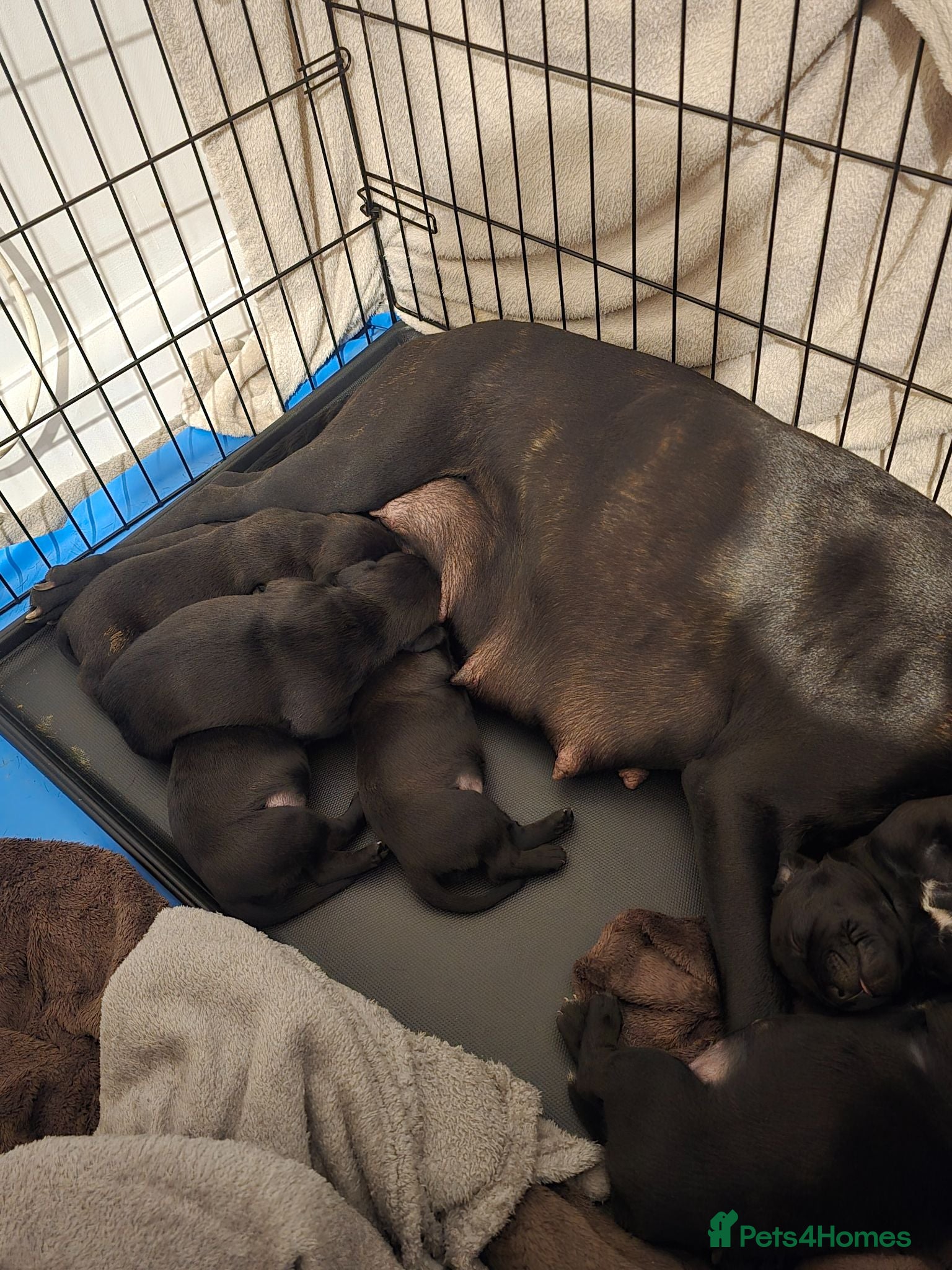 Staffordshire Bull Terrier dogs Staffordshire Bull terrier puppies 🐶  - Advert 1