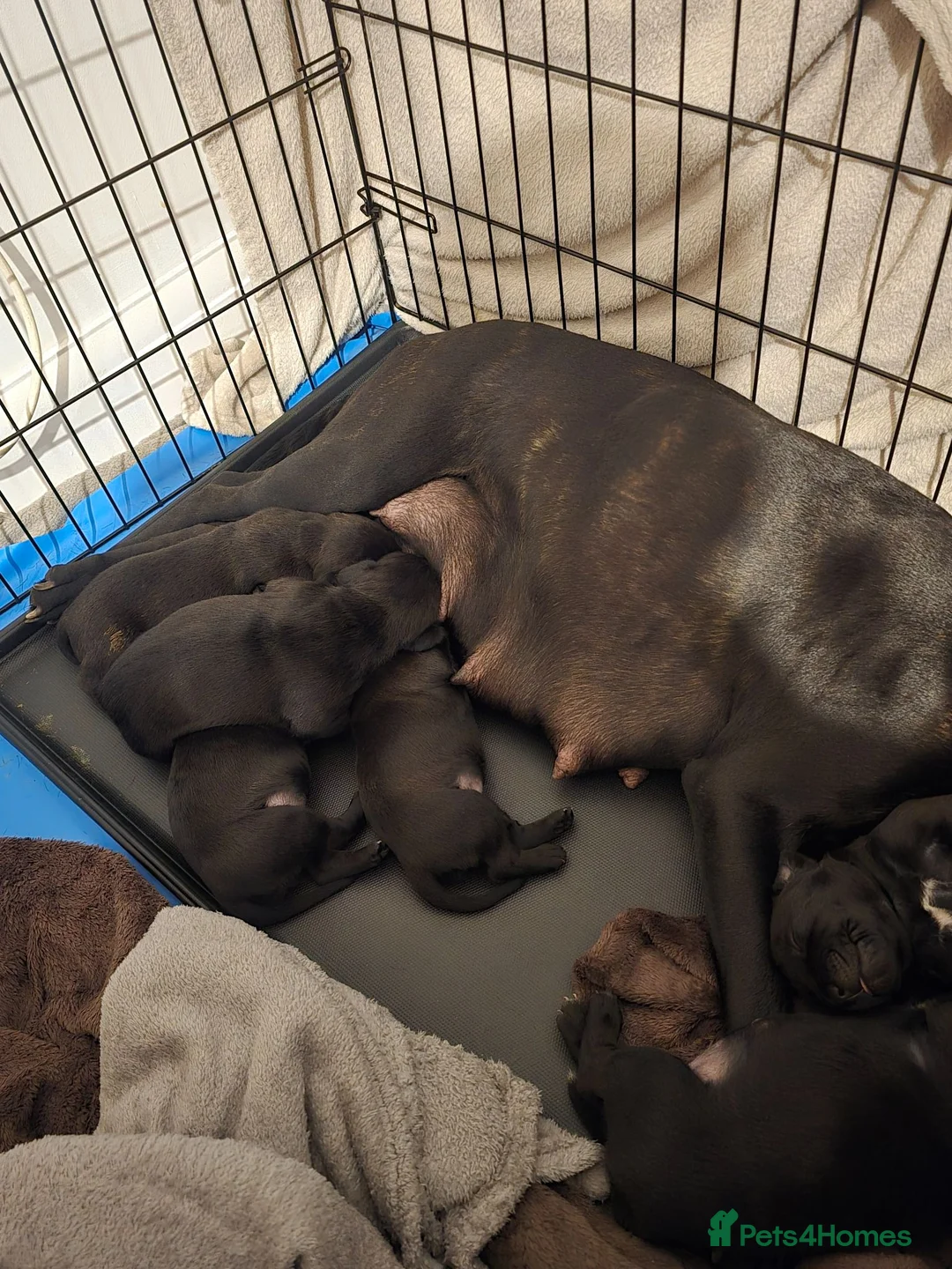 Staffordshire Bull Terrier dogs for sale: Staffordshire Bull terrier puppies 🐶  in Cheltenham - Advert 1