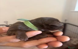 Cockapoo dogs for sale: Cockapoo puppies - Image 16