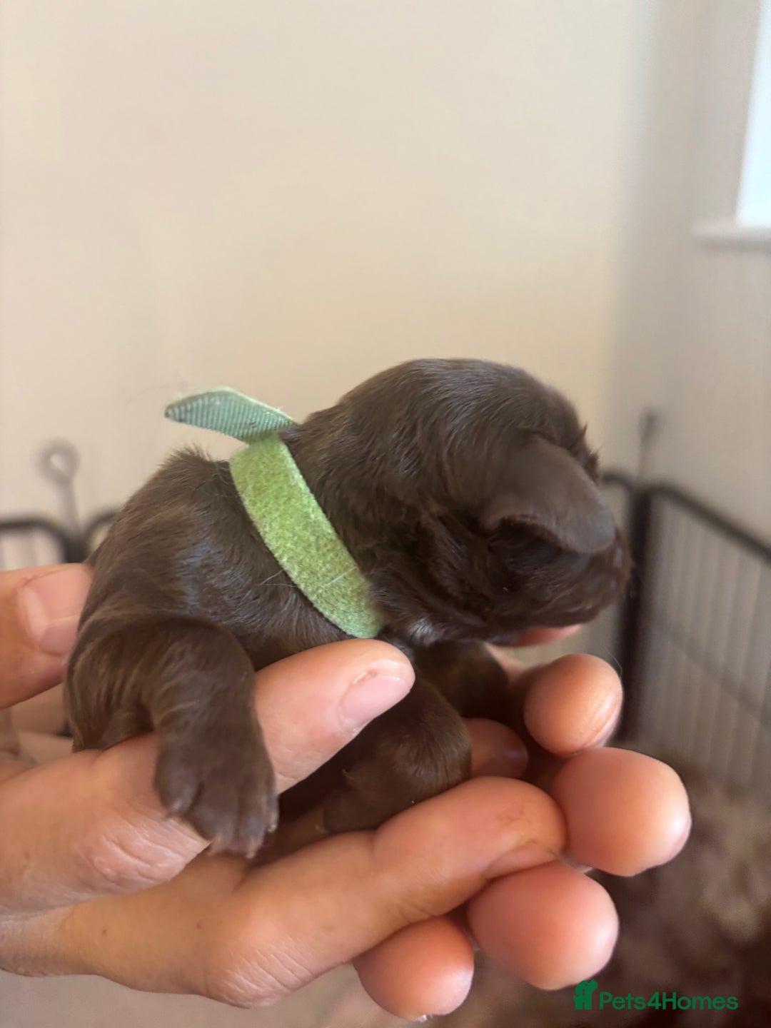 Cockapoo dogs for sale: Cockapoo puppies - Image 16