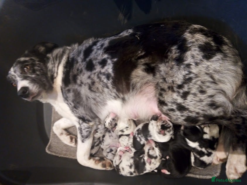 Mixed Breed dogs Blue Merle Bearded Border Collies - Advert 7