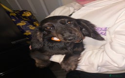 Miniature Dachshund dogs for sale: Black and brindle miniature dachshund male - Advert 1