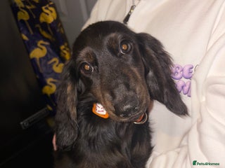 Miniature Dachshund dogs Black and brindle miniature dachshund male - Advert 1