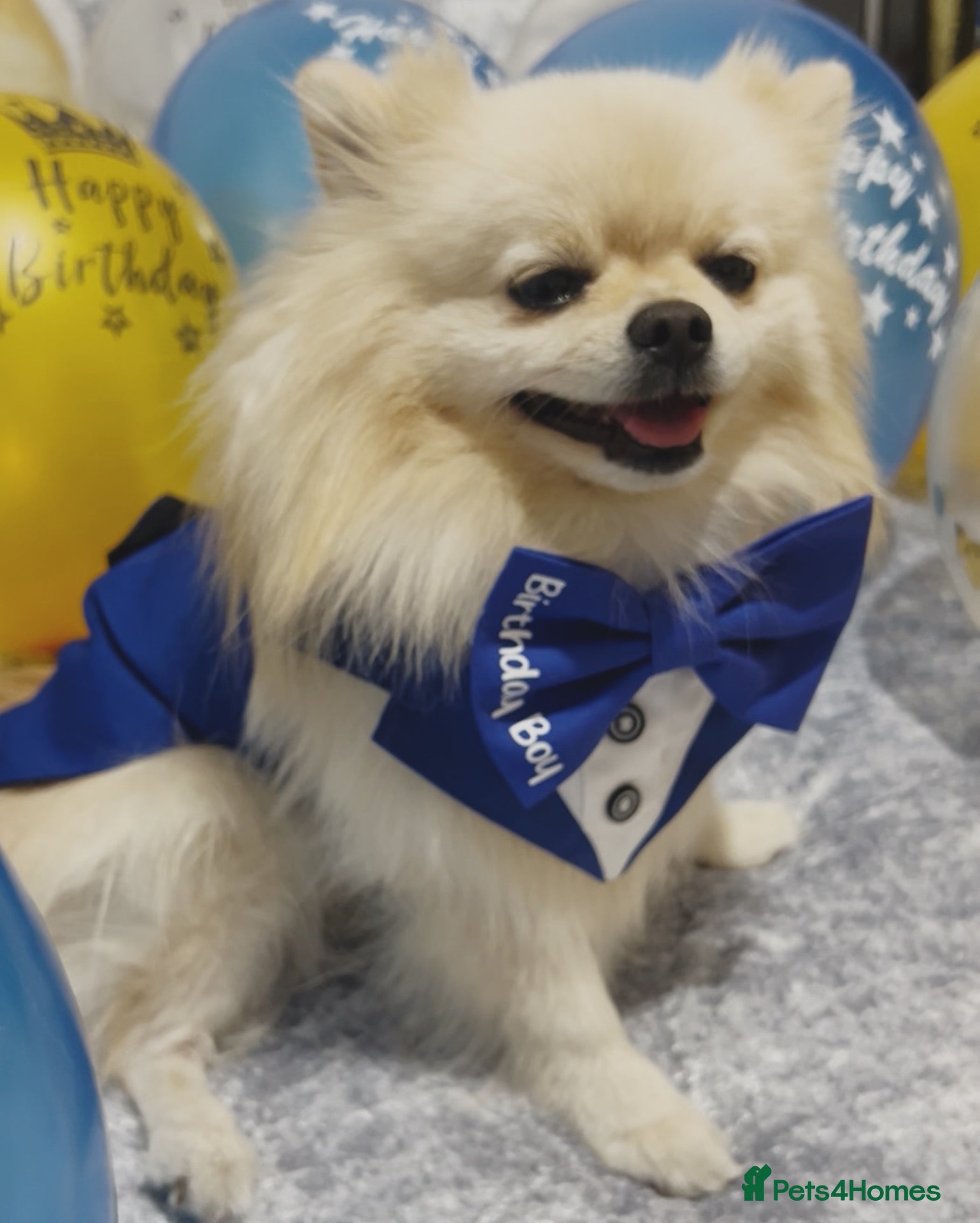 Pomeranian dogs A handsome Pomeranian male for stud 😍 - Advert 8