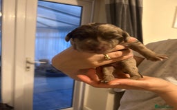 Labradoodle dogs for sale: 7 beautiful Labradoodle puppies available  - Image 20