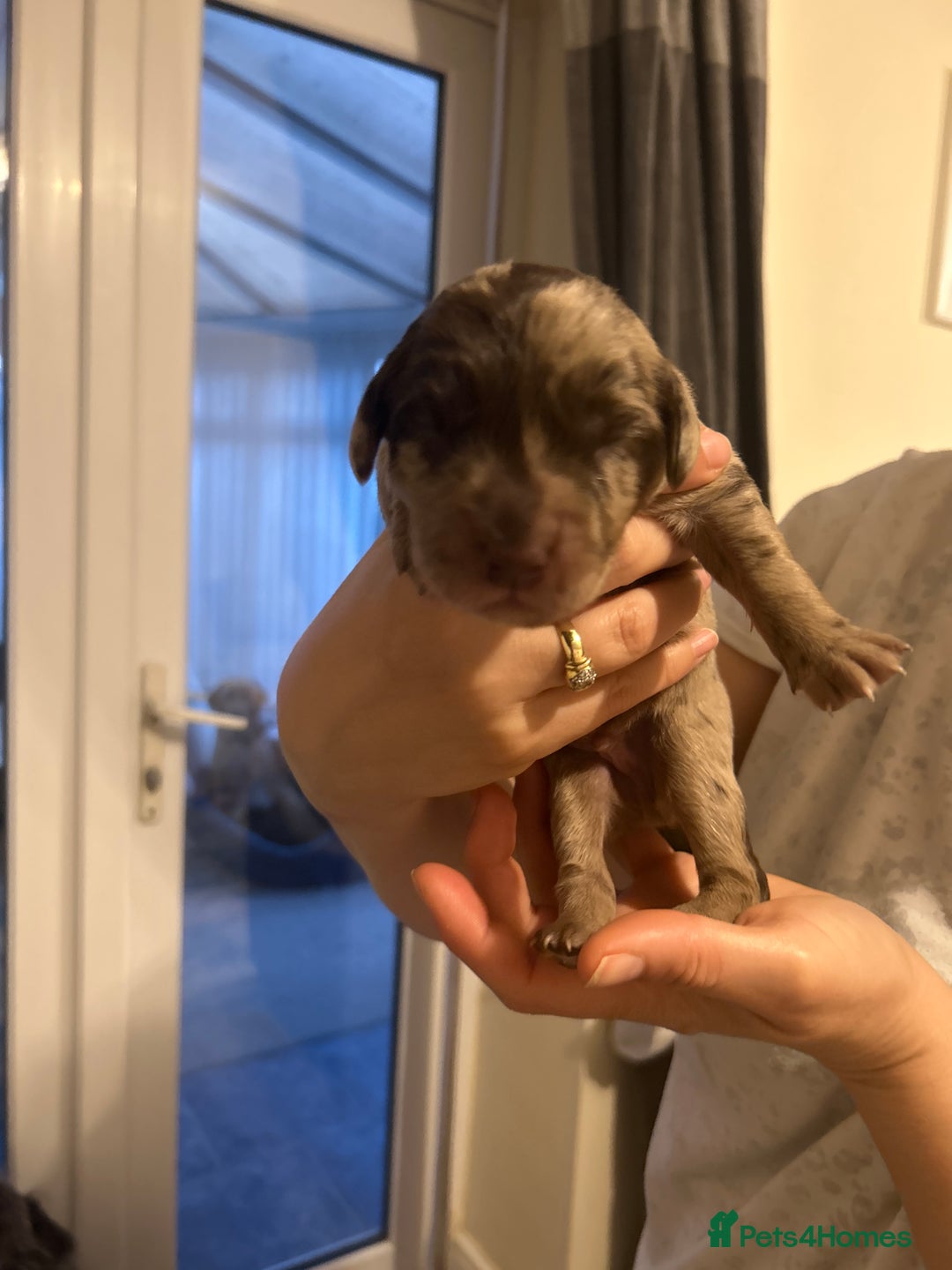 Labradoodle dogs for sale: 7 beautiful Labradoodle puppies available  - Image 20