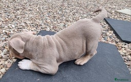 American Bully dogs for sale: Pocket bully  - Image 11