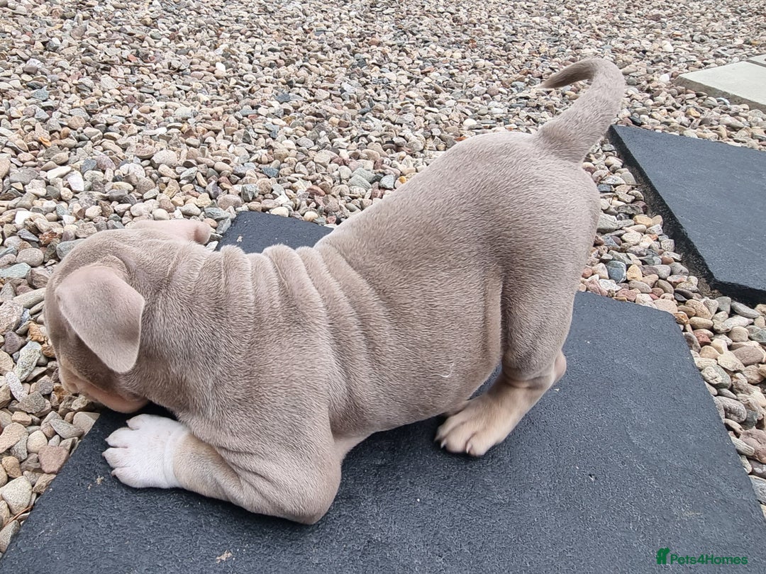 American Bully dogs for sale: Pocket bully  - Image 11