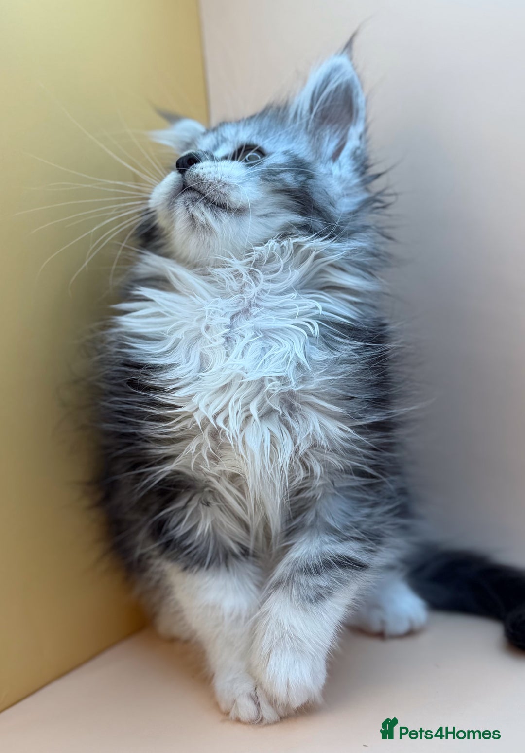 Maine Coon cats for sale: Maine Coons with Tests, Papers, Vet Checks & Vacc. - Advert 32