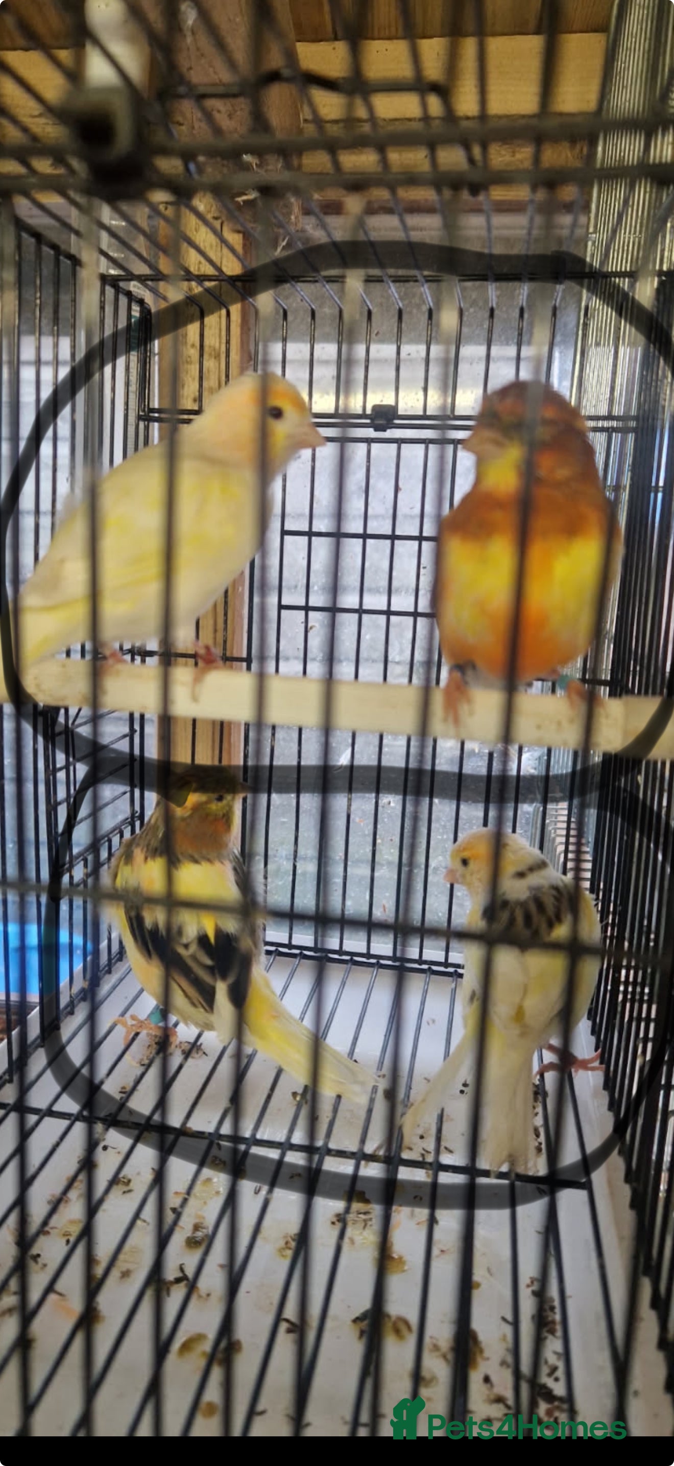 Mixed Breed birds Goldfinch mule (cock) - Advert 8