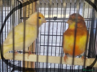 Mixed Breed birds - Advert 1