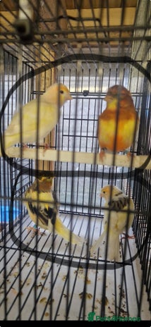 Mixed Breed birds - Advert 6