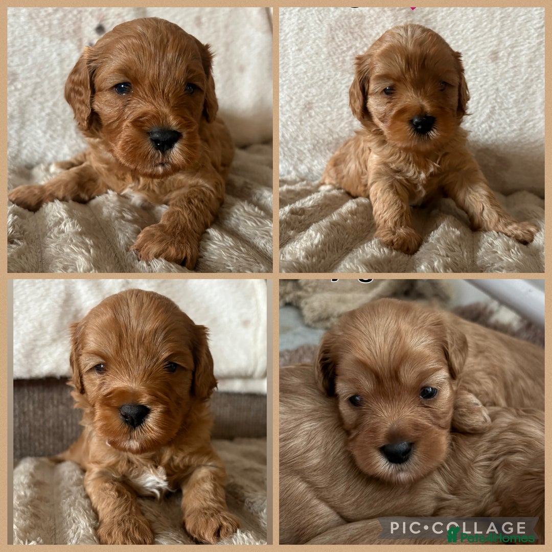 Cavapoo dogs for sale: Beautiful F1b red Cavapoo’s  - Advert 1