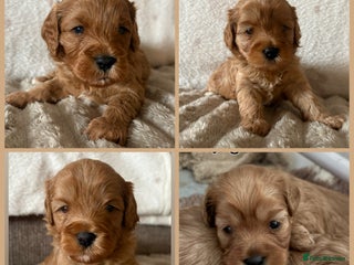 Cavapoo dogs Beautiful F1b red Cavapoo’s - Advert 2