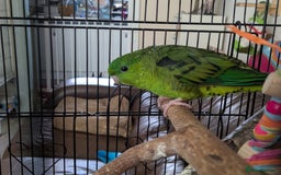 Parakeets birds for sale: Female Lineolated Parakeet - Image 1