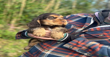 Cocker Spaniel dogs Health tested clear tan point show cocker puppies - Advert 4