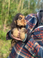 Cocker Spaniel dogs Health tested clear tan point show cocker puppies - Advert 1