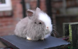 Mixed Breed rabbits for sale: Baby Lionheads Looking For Homes  - Image 9