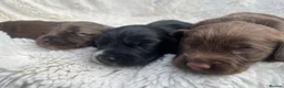 Cocker Spaniel dogs for sale: 6 Beautiful Cocker Spaniel Pups  - Advert 2