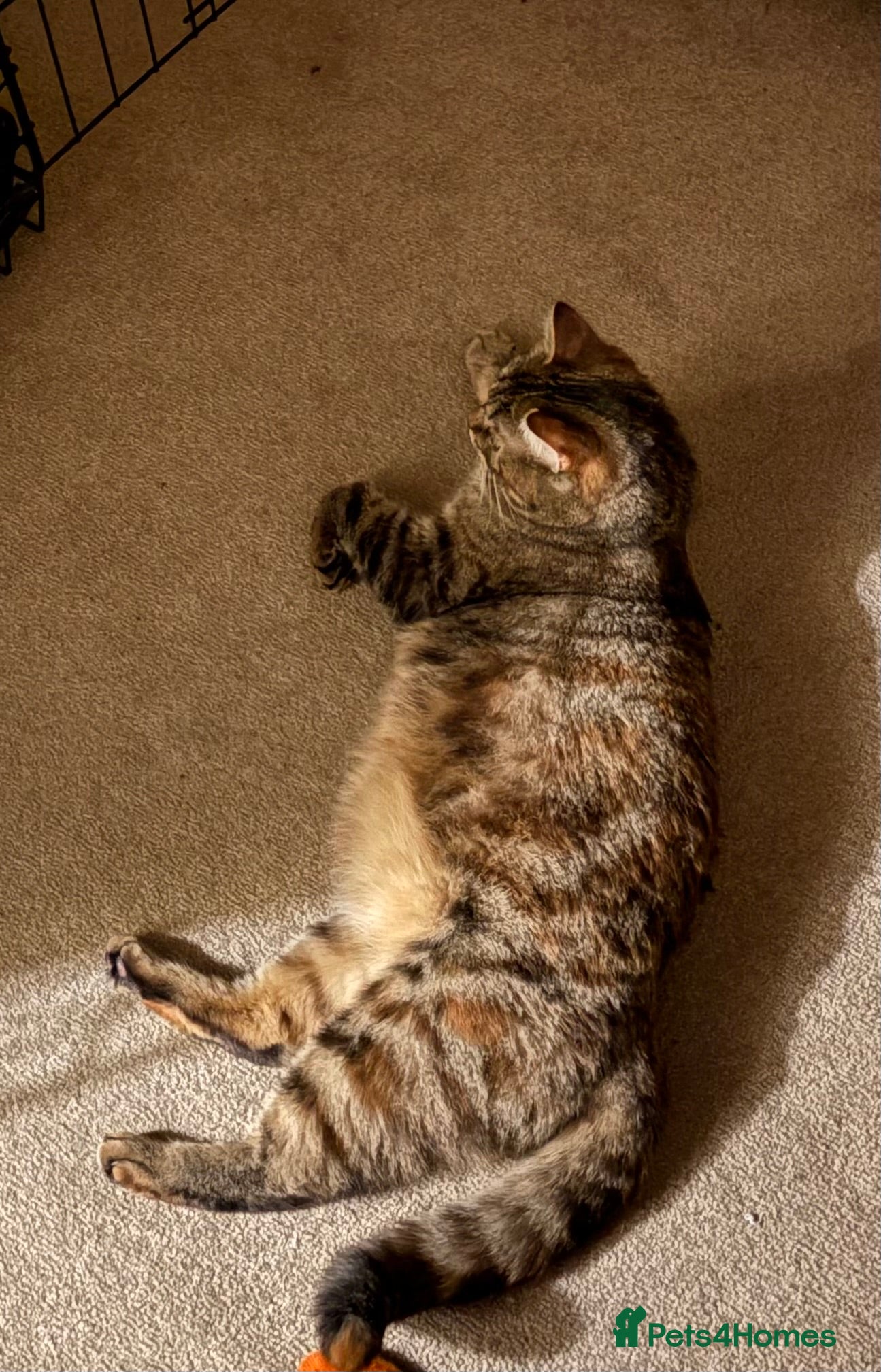 British Shorthair cats 4 British shorthair kittens - Advert 1