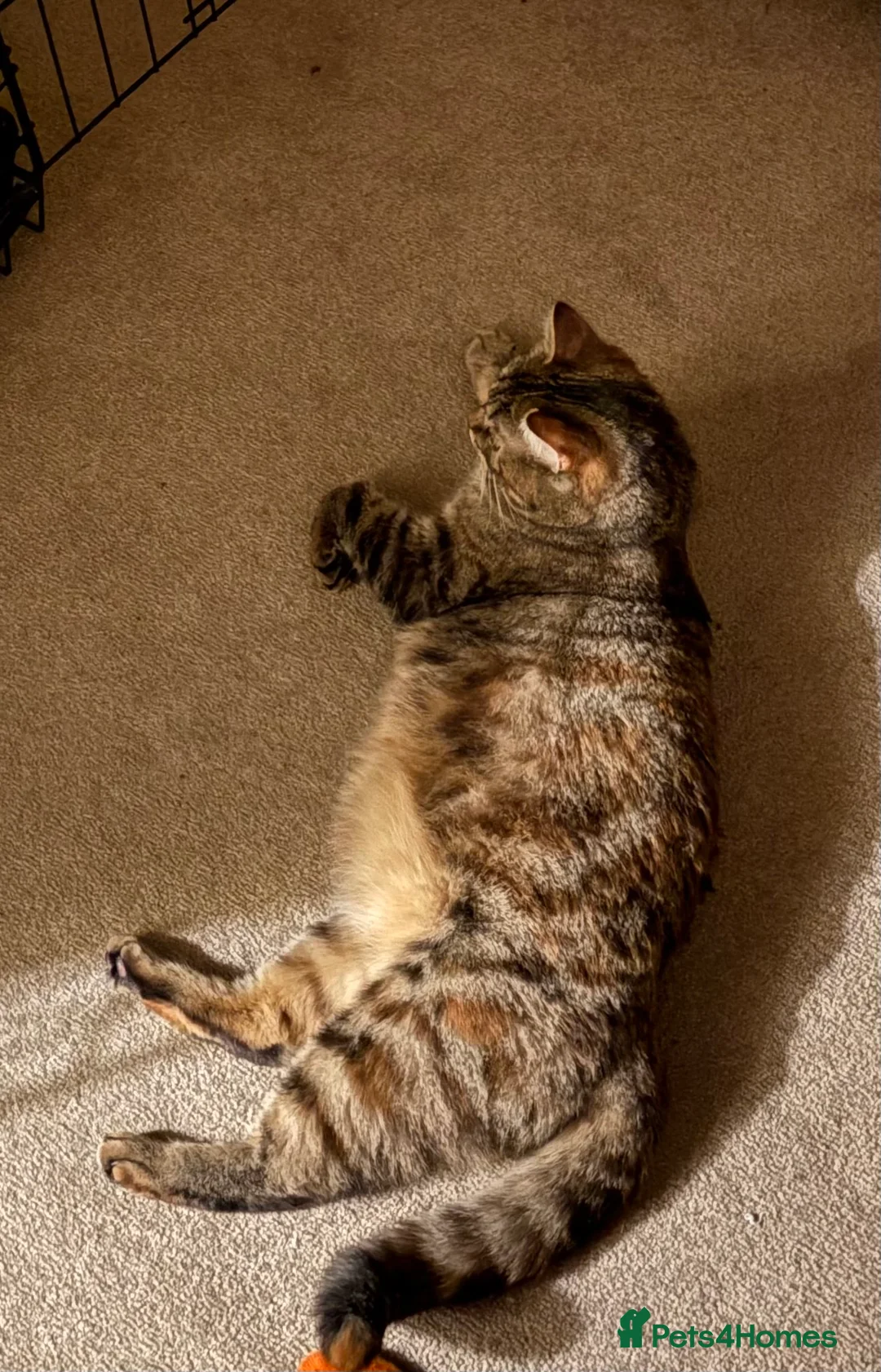 British Shorthair cats for sale: 4 British shorthair kittens in Salisbury - Advert 1