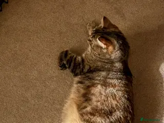 British Shorthair cats 4 British shorthair kittens - Advert 1