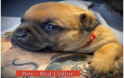 Staffordshire Bull Terrier dogs for sale: Outstanding Vangerbull Red SBT litter!  - Image 13